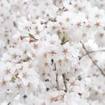 White Sakura Symbolize