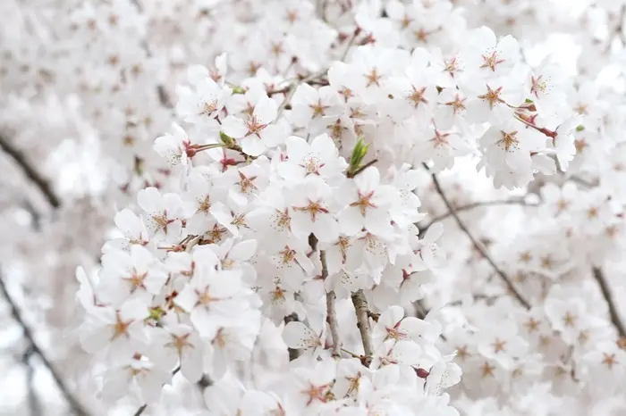 White Sakura Symbolize