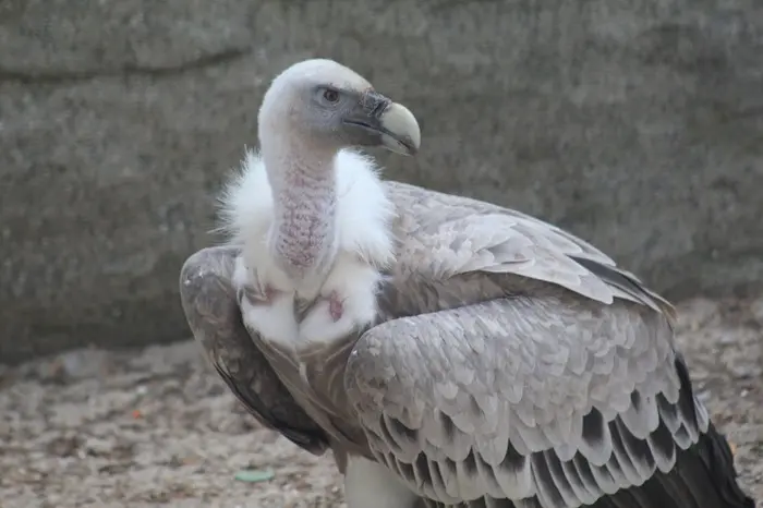 White Vulture Symbolize