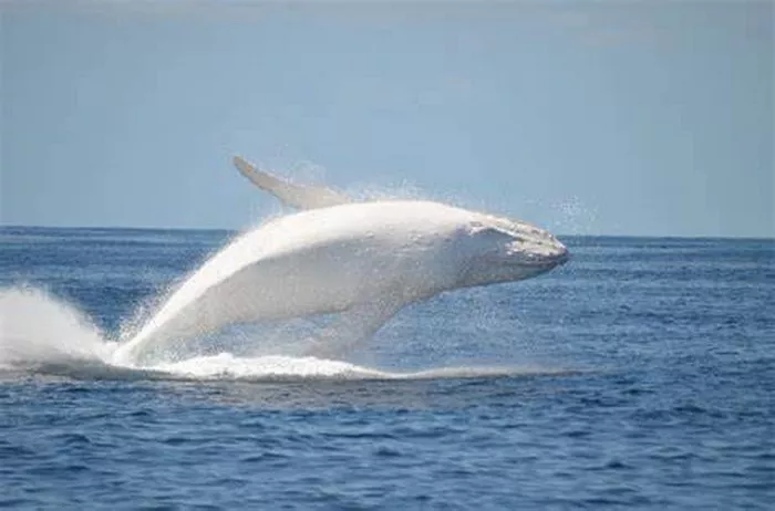 White Whale