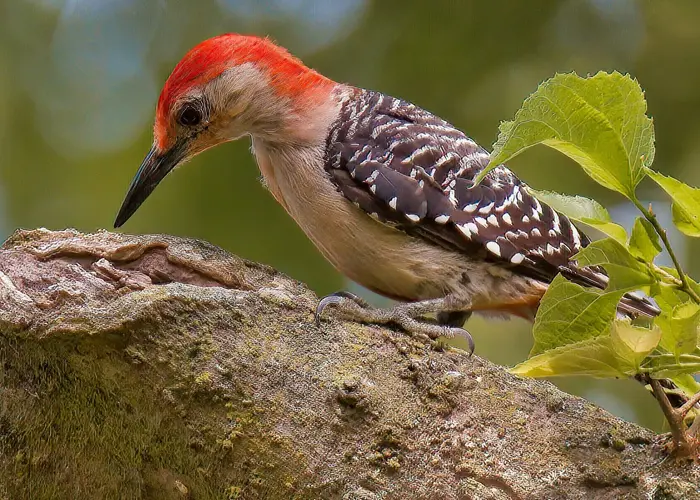 Woodpecker