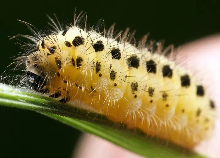 Yellow Caterpillar Symbolize