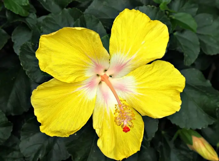 Yellow Hibiscus Symbolize