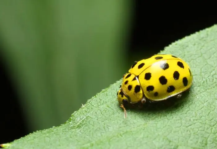 Yellow Ladybugs Symbolize