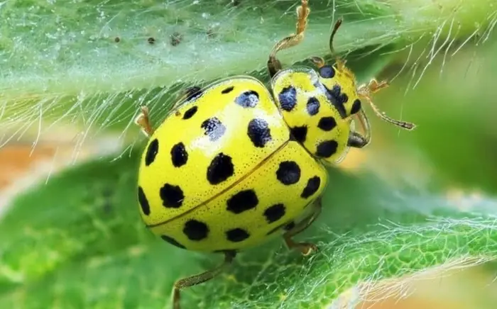 Yellow Ladybugs