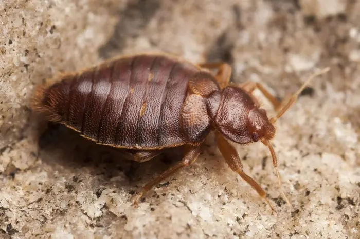 Bedbug Symbolize