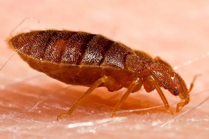 bedbug1