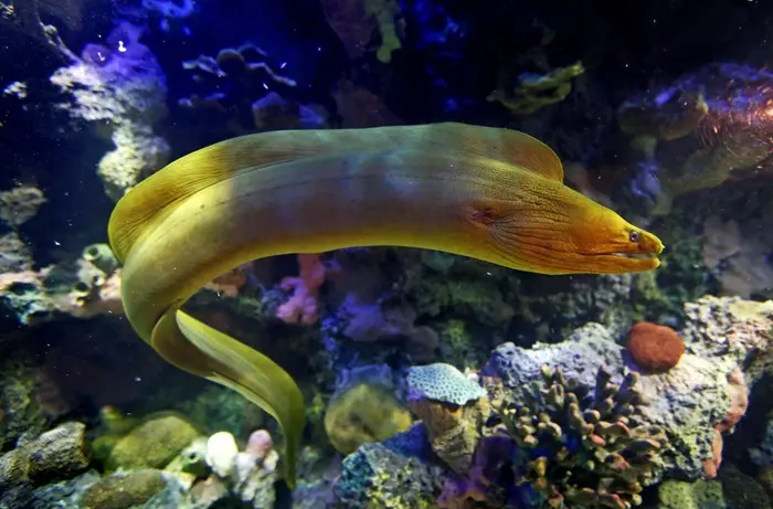 eel Symbolize