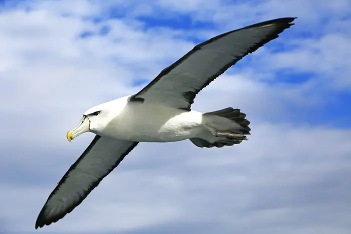 Albatross Symbolize