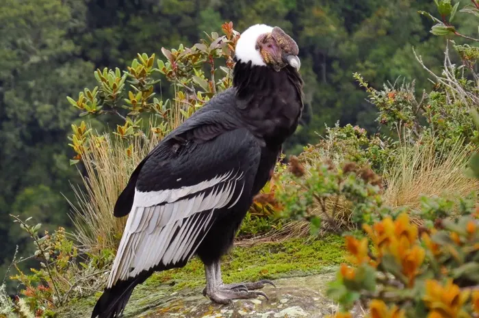 Andean Condor Symbolize