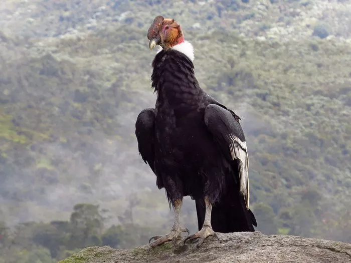 Andean Condor