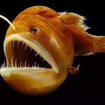 Anglerfish1