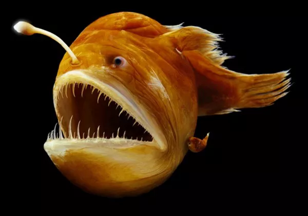 Anglerfish1