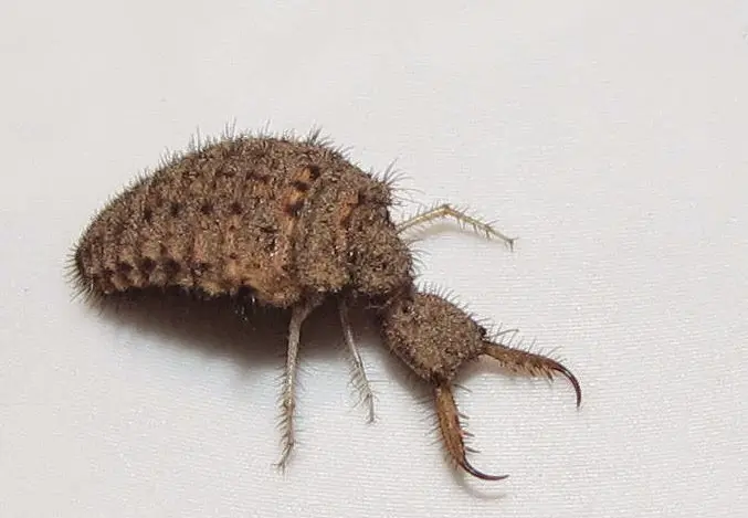 Antlion