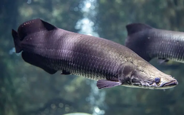 Arapaima Symbolize