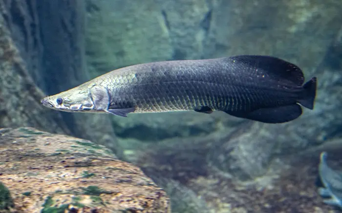 Arapaima