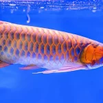 Arowanas