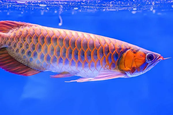 Arowanas