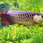 Arowanas1