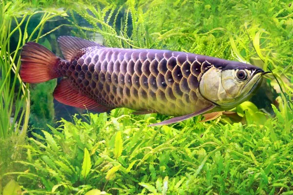 Arowanas1