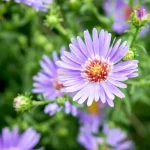 Aster