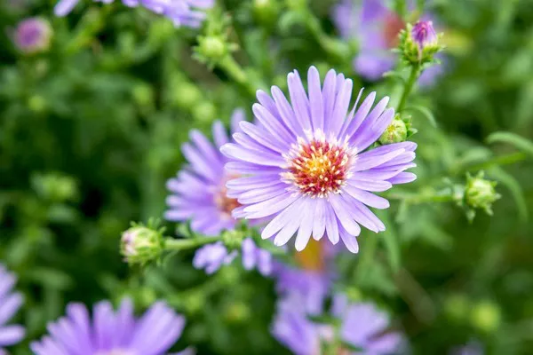 Aster