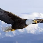 Bald Eagle1