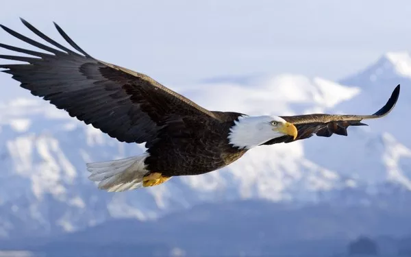 Bald Eagle1