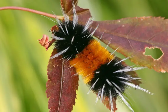 Banded Woolly Bear Symbolize