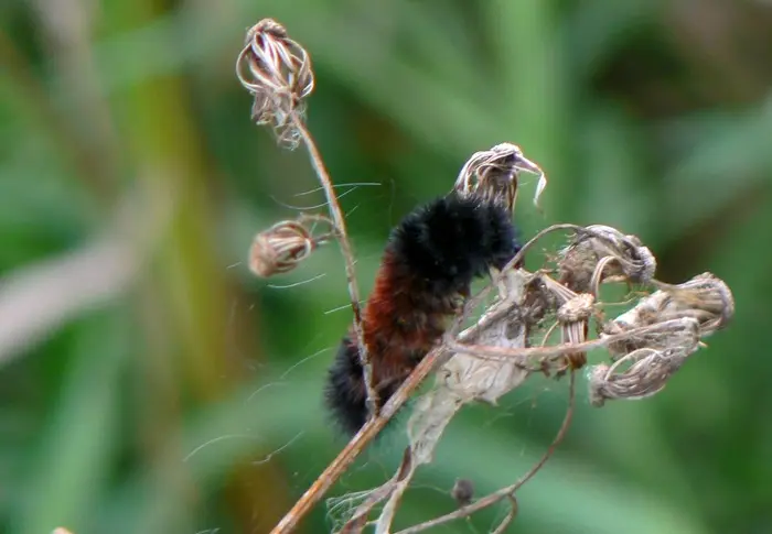 Banded Woolly Bear