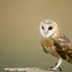 Barn Owl