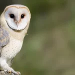 Barn Owl1