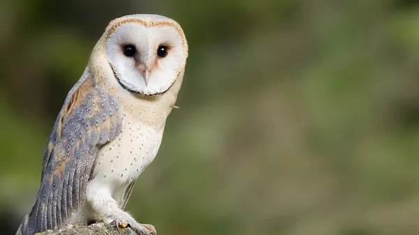 Barn Owl1