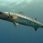 Barracuda