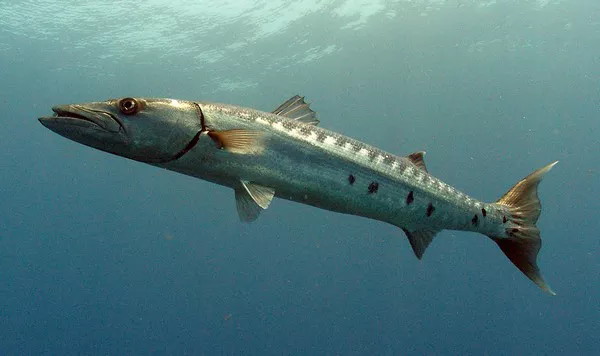 Barracuda