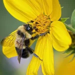 Bee1