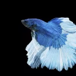 Betta1