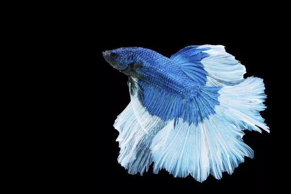 Betta1