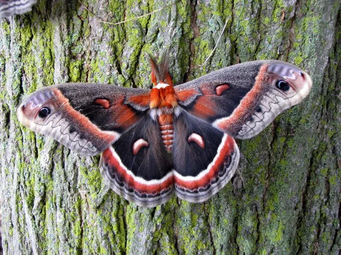 Black Atlas Moth