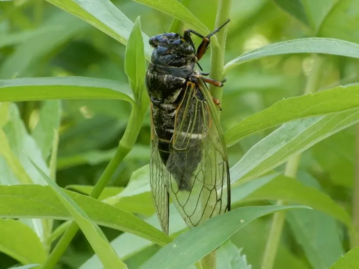 Black Cicada