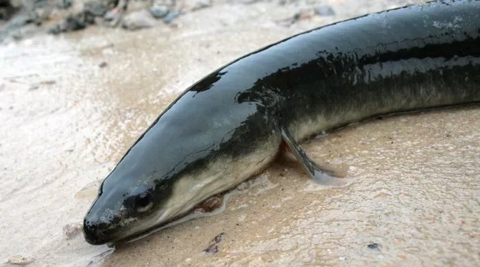 Black Eel