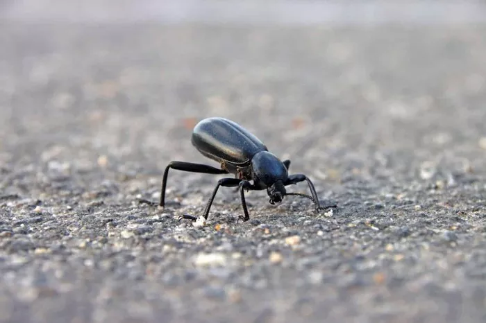 Black Grape Beetle