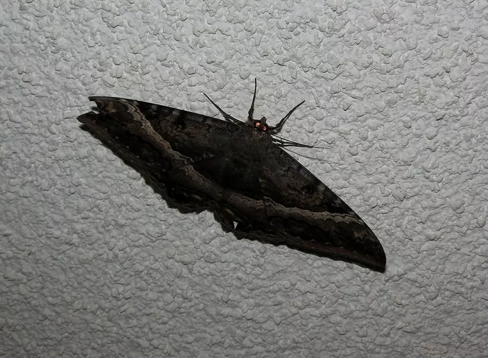 Black Moths