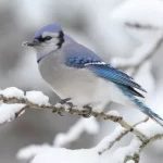 Blue Jays