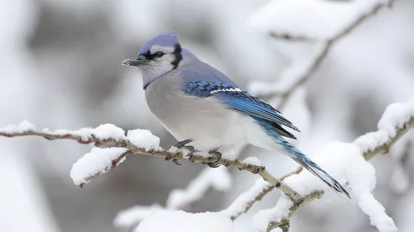 Blue Jays