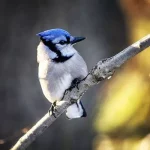 Blue Jays1