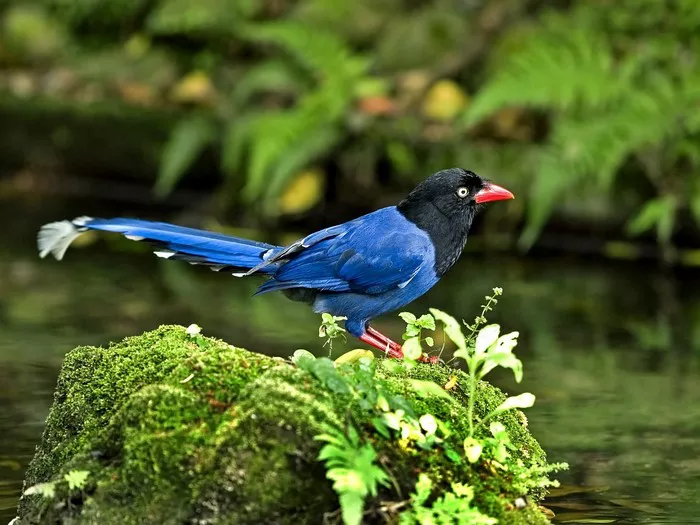 Blue Magpie