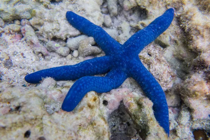 Blue Starfish