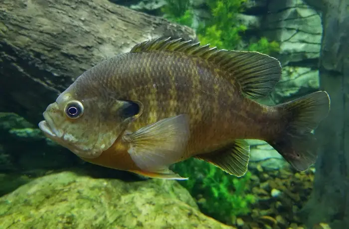 Bluegill Symbolize