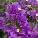 Bougainvillea